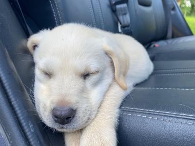 Female Labrador pup for sale in Limerick