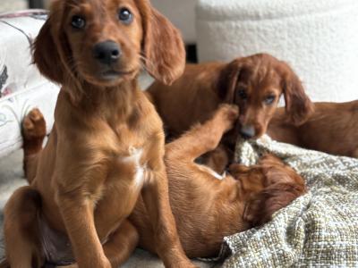 Pedigree IKC Registered Irish Red Setter puppies in Kerry