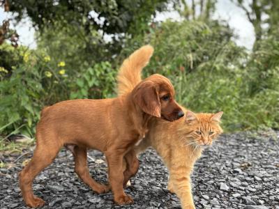 Pedigree IKC Registered Irish Red Setter puppies in Kerry