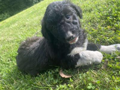 Springerdoodle puppies (Springer Spaniel x Poodle) in Wexford