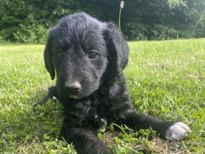 Springerdoodle puppies (Springer Spaniel x Poodle) in Wexford