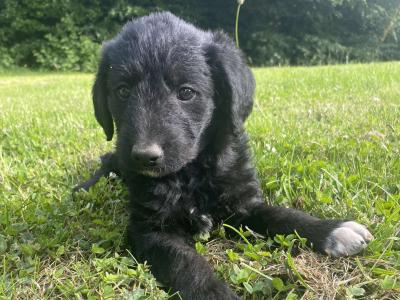 Springerdoodle puppies (Springer Spaniel x Poodle) in Wexford