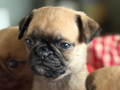 Chug puppies (2/3 Pug x 1/3 Chihuahua) in Wexford. Ready for new homes