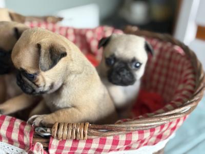 Chug puppies (2/3 Pug x 1/3 Chihuahua) in Wexford. Ready for new homes
