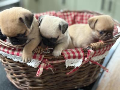 Chug puppies (2/3 Pug x 1/3 Chihuahua) in Wexford. Ready for new homes