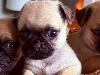 Chug puppies (2/3 Pug x 1/3 Chihuahua) in Wexford. Ready for new homes