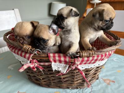 Chug puppies (2/3 Pug x 1/3 Chihuahua) in Wexford. Ready for new homes