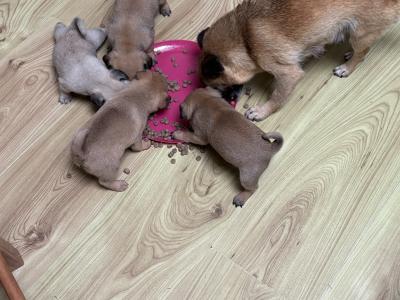 Chug puppies (2/3 Pug x 1/3 Chihuahua) in Wexford. Ready for new homes