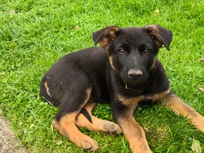 IKC Registered German Shepherd puppies in Westmeath