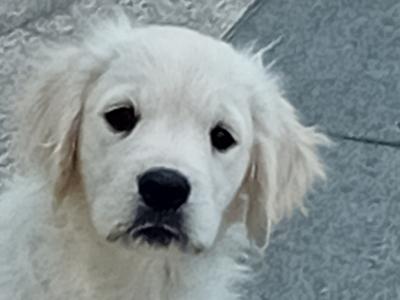 Adorable IKC Registered Golden Retriever puppies in Kerry