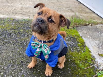 Louie is a male Pug x Shih Tzu dog in Kildare