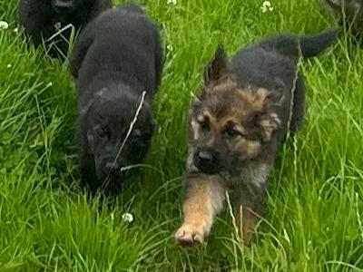 Tow boys left Golden Shepherd puppies (Golden Retriever x German Shepherd) for sale in Tipperary