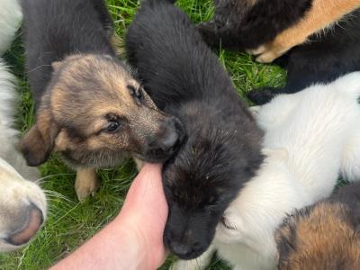 Tow boys left Golden Shepherd puppies (Golden Retriever x German Shepherd) for sale in Tipperary