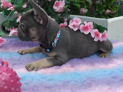 French Bulldog puppies in Kildare