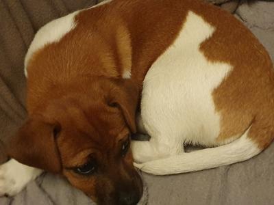 Beautiful purebred female Jack Russell puppy 18 months old in Kerry