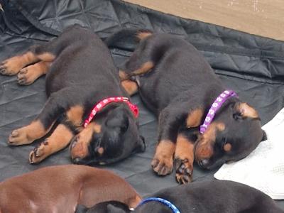 Dobermann pincher