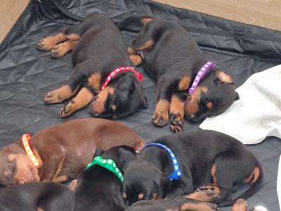 IKC Registered Dobermann puppies in Tipperary. 1 male left, gorgeous breed, champion bloodlines