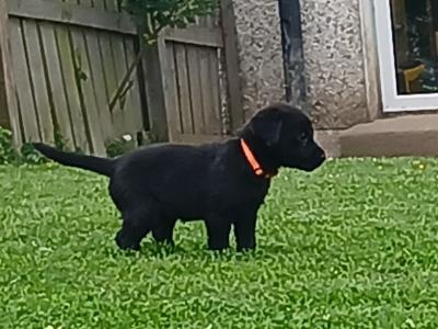 #LAST ONE#  Beautiful purebred labrador pup
