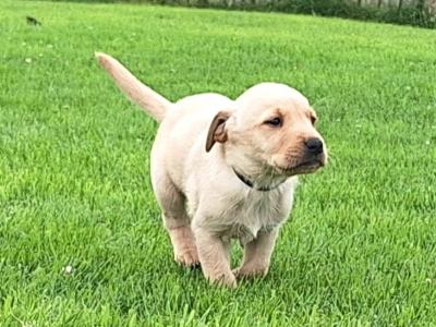 #LAST ONE#  Beautiful purebred labrador pup