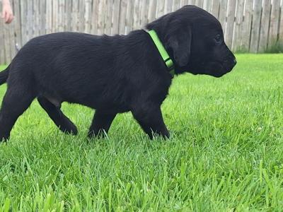 #LAST ONE#  Beautiful purebred labrador pup