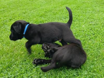 #LAST ONE#  Beautiful purebred labrador pup