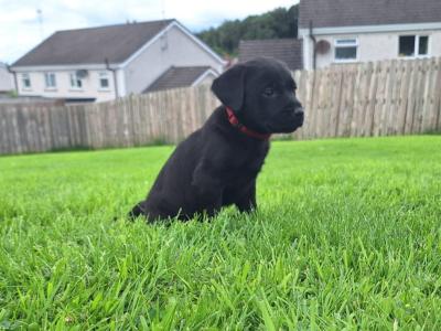 #LAST ONE#  Beautiful purebred labrador pup