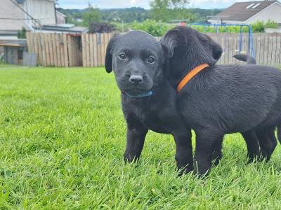 #LAST ONE#  Beautiful purebred labrador pup