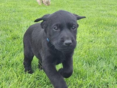 #LAST ONE#  Beautiful purebred labrador pup