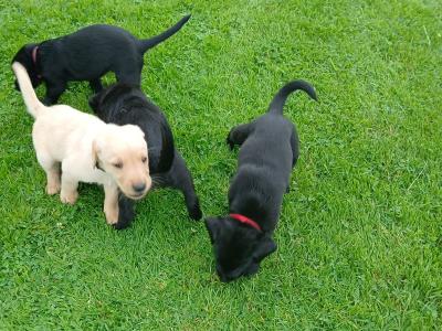 #LAST ONE#  Beautiful purebred labrador pup