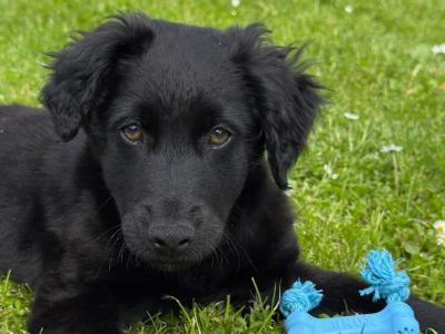 Gorgeous male Border Collie x Cockapoo puppy for sale