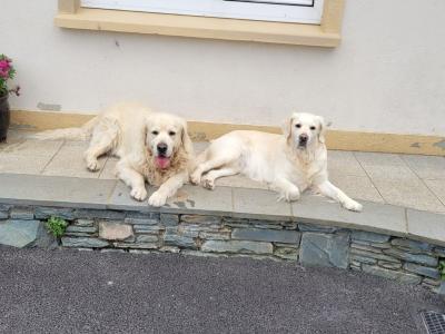 Adorable IKC Registered Golden Retriever puppies in Kerry