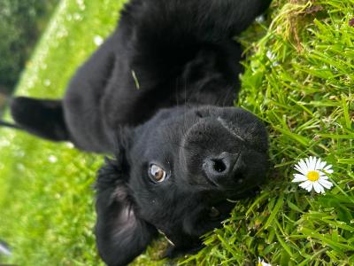 Gorgeous male Border Collie x Cockapoo puppy for sale