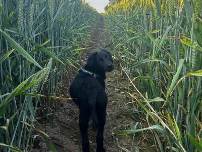 Gorgeous male Border Collie x Cockapoo puppy for sale