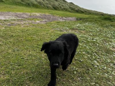Gorgeous male Border Collie x Cockapoo puppy for sale