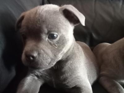 Top pedigree 🐾 Blue staffie pups 🐾
