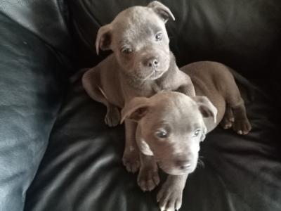 Top pedigree 🐾 Blue staffie pups 🐾