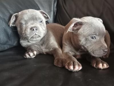 Top pedigree 🐾 Blue staffie pups 🐾