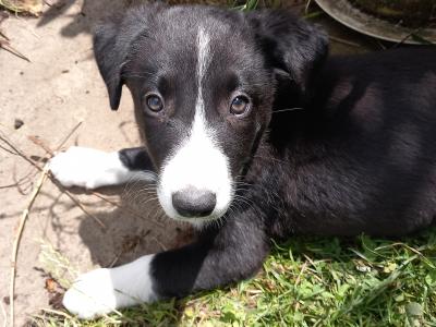 Australian Sheepdog cross Border Collie puppies in Laois
