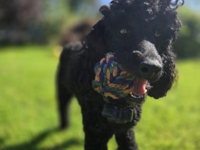 Scottish Terrier x miniature Poodle puppies in Kerry