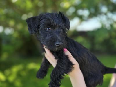 Scottish Terrier x miniature Poodle puppies in Kerry