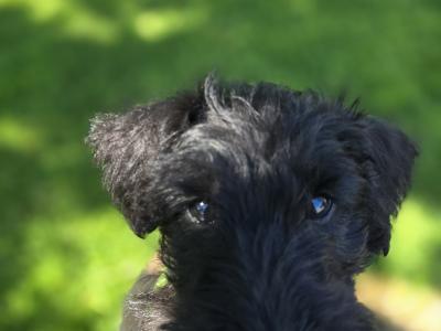 Scottish Terrier x miniature Poodle puppies in Kerry
