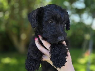 Scottish Terrier x miniature Poodle puppies in Kerry