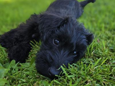Scottish Terrier x miniature Poodle puppies in Kerry