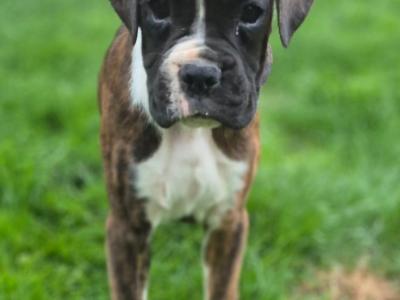 Female Boxer puppies for sale. IKC Registered