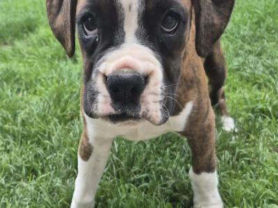 Female Boxer puppies for sale. IKC Registered