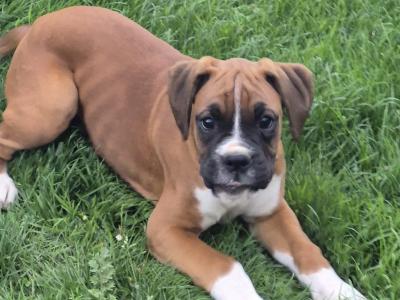 Female Boxer puppies for sale. IKC Registered