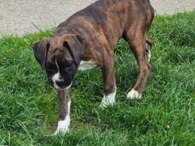 Female Boxer puppies for sale. IKC Registered