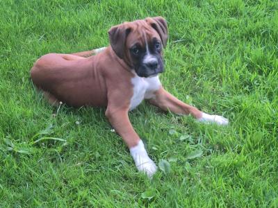 Female Boxer puppies for sale. IKC Registered