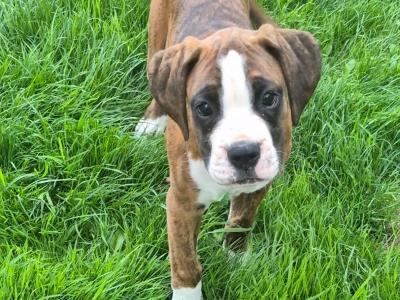 Female Boxer puppies for sale. IKC Registered