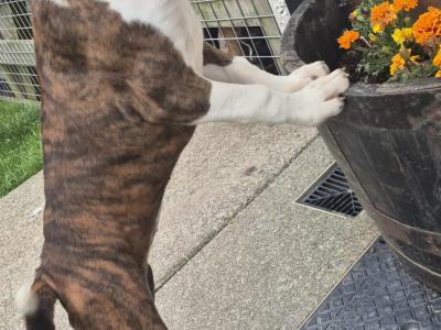 Female Boxer puppies for sale. IKC Registered